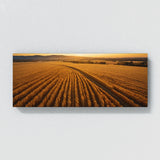 Corn Golden Harvest Vista 75
