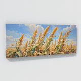 Corn Harvest Hues 21