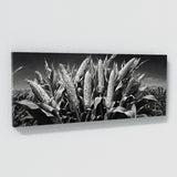 Corn Monochrome Cornscape 89