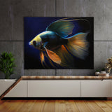 Angelfish Bold Colors 3 Wall Art