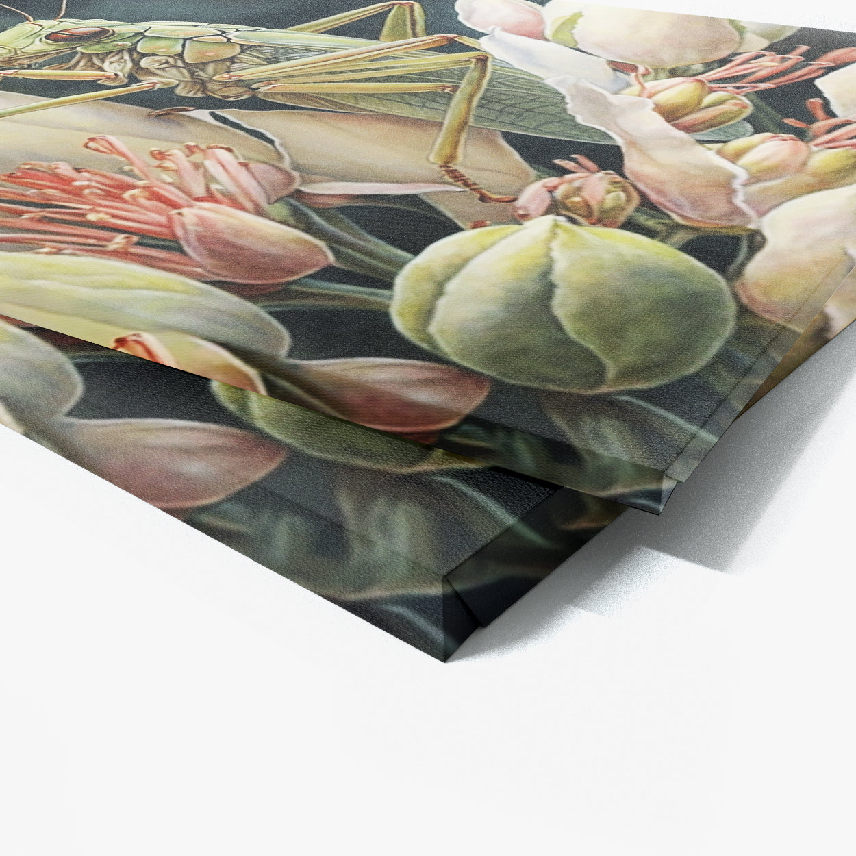 Cricket Watercolor Flower 14 Wall Art