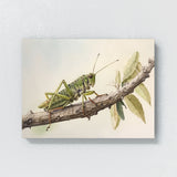Cricket Watercolor Nature 11 Wall Art