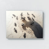Ant Detailed Shadows Highlights 19 Wall Art