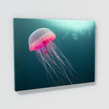 Jellyfish 12 Wall Art