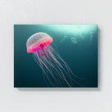 Jellyfish 12 Wall Art