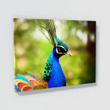 Peacock 7 Wall Art