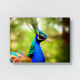 Peacock 7 Wall Art