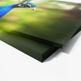 Peacock 7 Wall Art