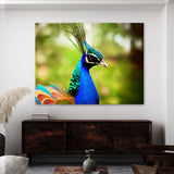 Peacock 7 Wall Art