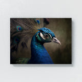 Peacock 9 Wall Art