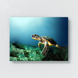 Turtle 10 Wall Art