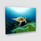 Turtle 11 Wall Art