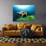 Turtle 11 Wall Art