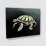 Turtle 9 Wall Art