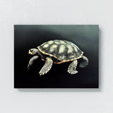 Turtle 9 Wall Art