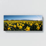 Flower Beautiful Daffodils 13 Wall Art
