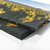 Flower Beautiful Daffodils 13 Wall Art