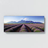 Flower Beautiful Lavender 15 Wall Art