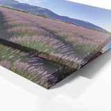 Flower Beautiful Lavender 15 Wall Art