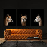 Animal Alpaca Wall Art