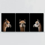Animal Alpaca Wall Art