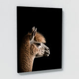 Animal Alpaca Wall Art
