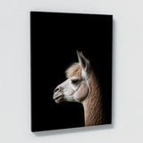 Animal Alpaca Wall Art
