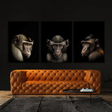 Animal Monkey Wall Art