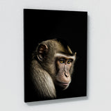 Animal Monkey Wall Art