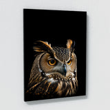 Animal Owl Wall Art