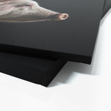 Animal Pig Wall Art