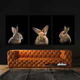 Animal Rabbit Wall Art
