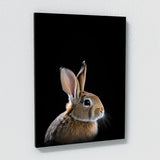Animal Rabbit Wall Art
