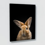 Animal Rabbit Wall Art