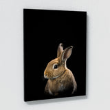 Animal Rabbit Wall Art