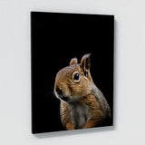 Animal Squirrel Wall Art