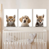 Nurbusery Baby Cat Dog Wolf 3 Wall Art