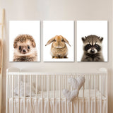Nursery Baby Hedgehog Rabbit Raccoon 3 Wall Art