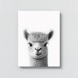 Nursery Baby Alpaca Black White 199 Wall Art