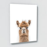 Nursery Baby Alpaca Photography 162 Wall Art