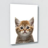Nursery Baby Cat Photography 148 Wall Art