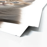 Nursery Baby Cat Photography 148 Wall Art