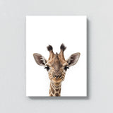Nursery Baby Giraffe Photography 152 Wall Art
