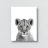 Nursery Baby Lioness Black White 188 Wall Art