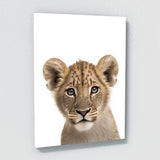 Nursery Baby Lioness Photography 208 Wall Art