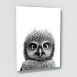 Nursery Baby Owl Black White 179 Wall Art