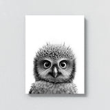 Nursery Baby Owl Black White 179 Wall Art