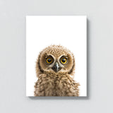 Nursery Baby Owl Photography 207 Wall Art