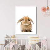 Nursery Baby Rabbit Photography 138 Wall Art
