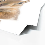 Nursery Baby Squirrel Photography 169 Wall Art